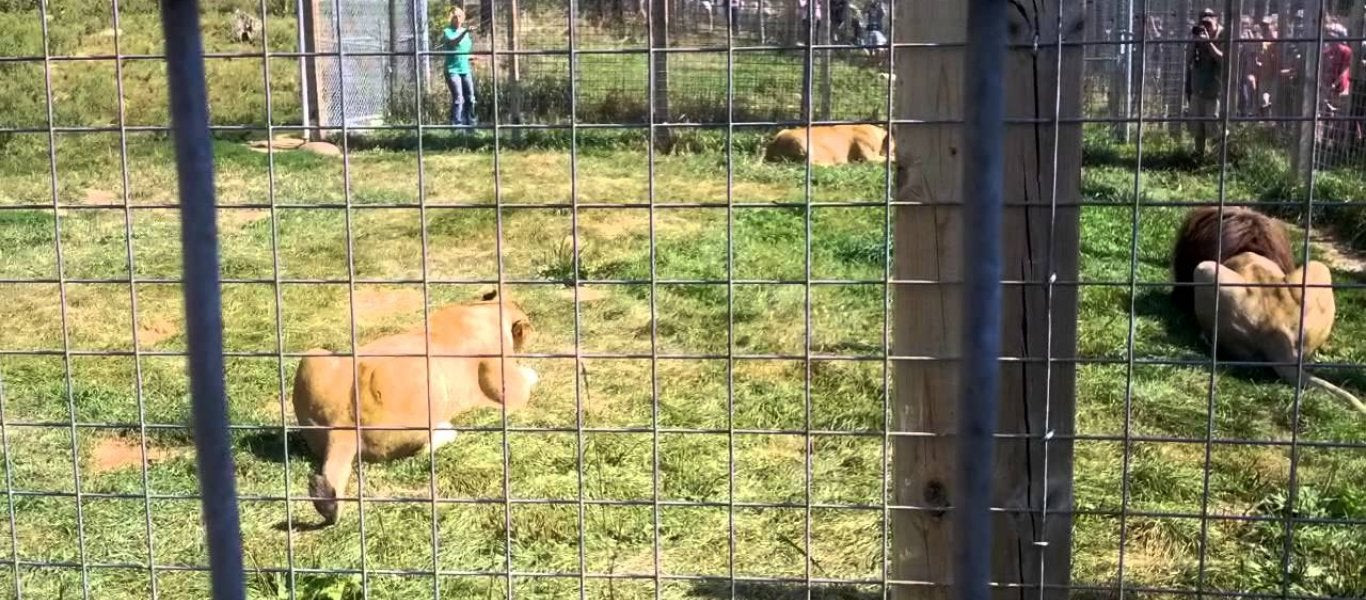 Λιοντάρια μάχονται σε ζωολογικό κήπο (βίντεο)